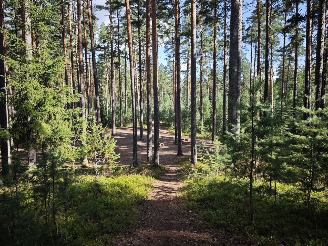 Кроны сосен